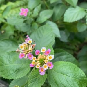 Meet your Posher, Susie